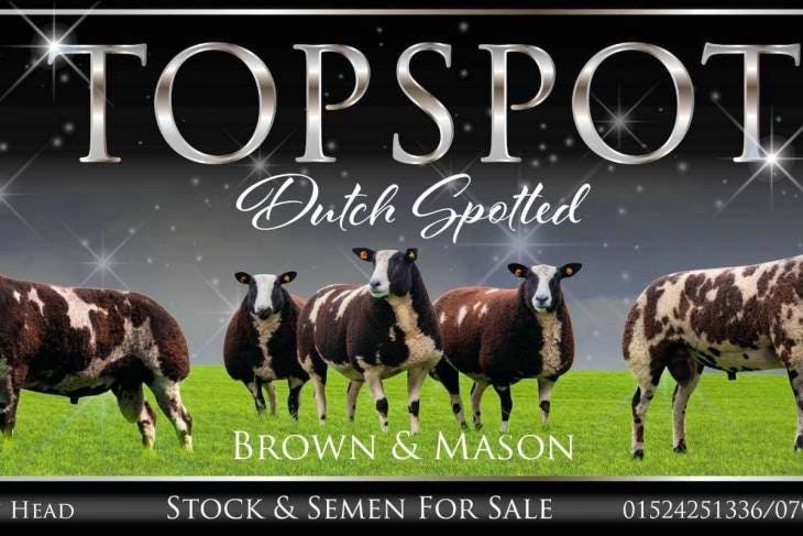 3 Pedigree Dutch Spotted Breeding Rams, Lambs | SellMyLivestock - The ...