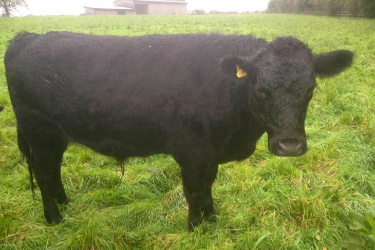 4 Dexter, Aberdeen Angus, Hereford Cross Store Steers | SellMyLivestock ...