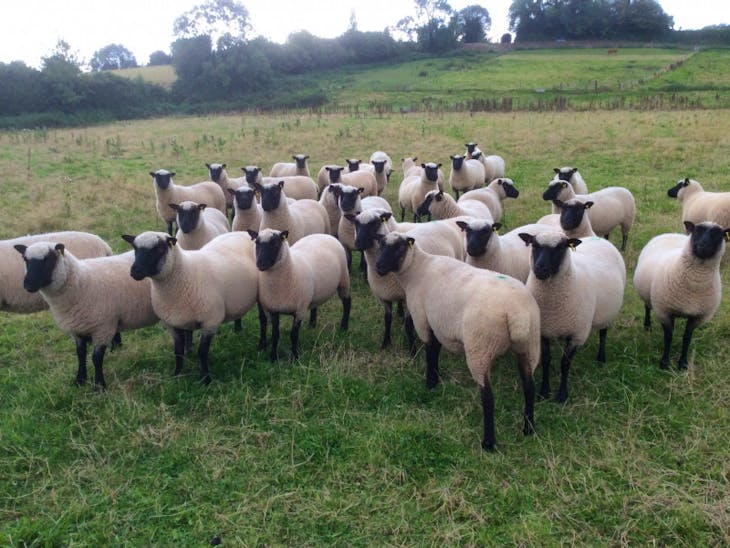 30 Llanwenog Breeding Shearlings SellMyLivestock The Online