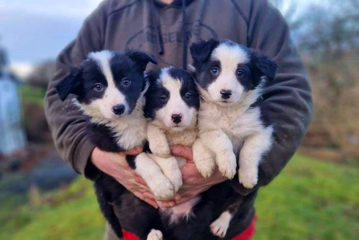 Trading post best sale border collie puppies