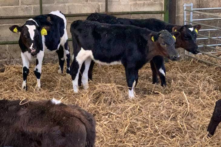 10 British Friesian Cross Calves | SellMyLivestock - The Online ...