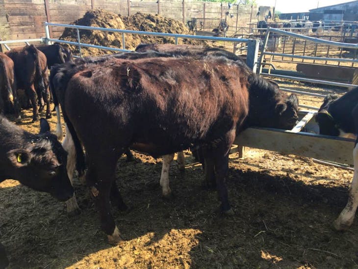 47 British Blue, Holstein Friesian, Limousin Cross Store Heifers