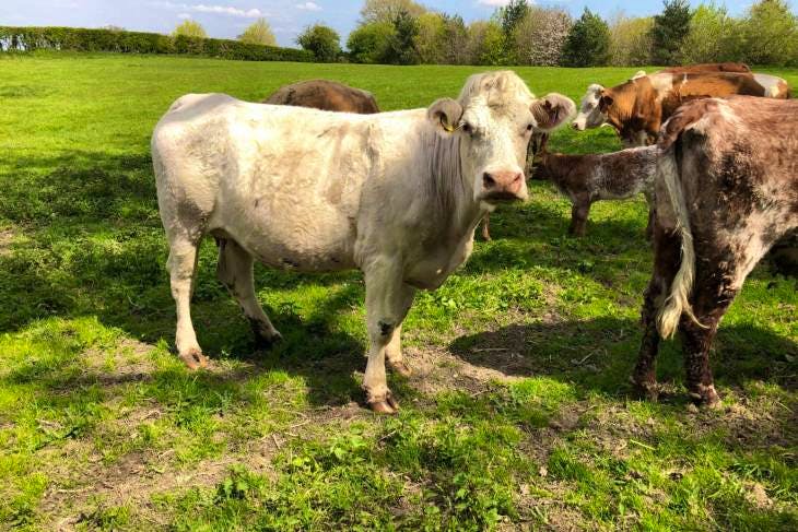 4 Beef Shorthorn, Simmental, Charolais, Hereford Cross Breeding Cows ...