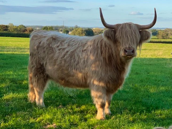 3 Highland Cross Breeding Heifers | SellMyLivestock - The Online