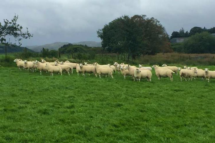 45 Aberdale Breeding Ewes | SellMyLivestock - The Online Livestock ...