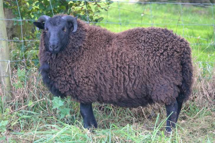 1 Black Welsh Mountain Breeding Ram | SellMyLivestock - The Online ...