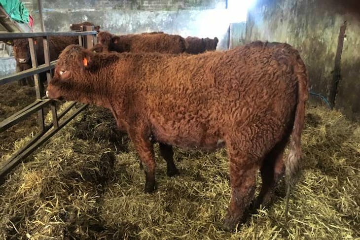 16 Salers Cross In-Calf Breeding Heifers | SellMyLivestock - The Online ...