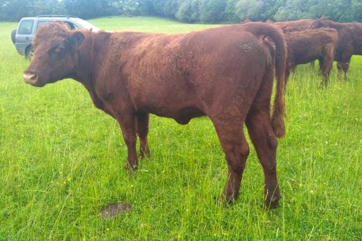 4 Lincoln Red, Shorthorn Breeding Heifers | SellMyLivestock - The ...