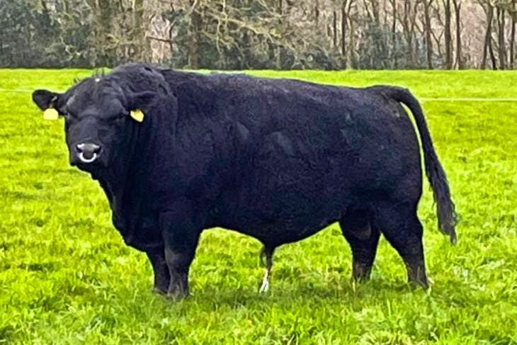 1 Sussex, Australian Lowline In-Calf Breeding Heifer | SellMyLivestock ...