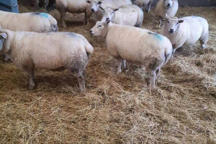 55 Texel Cross In-Lamb Breeding Ewes, Shearlings, Lambs | SellMyLivestock -  The Online Livestock Marketplace