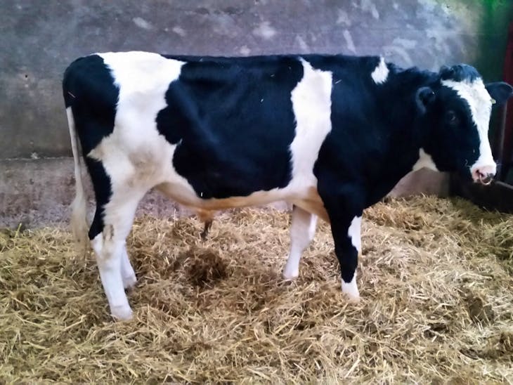 1 Holstein Breeding, Dairy Bull SellMyLivestock The Online