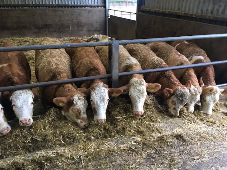 23 Organic Luing, Shorthorn, Simmental Cross Breeding Heifers ...