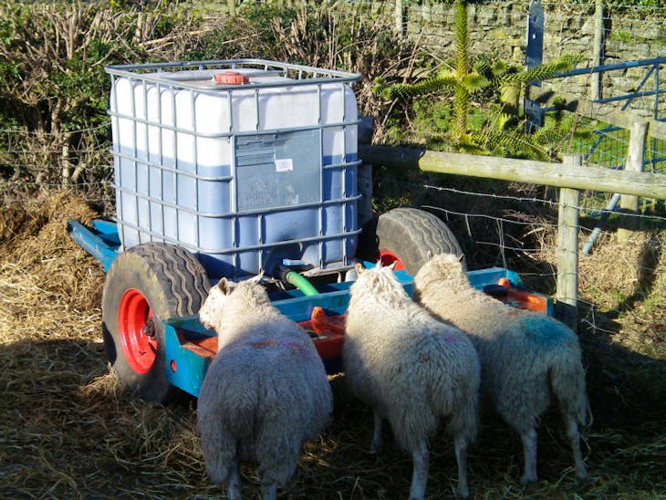 1t Molasses SellMyLivestock The Online Livestock Marketplace