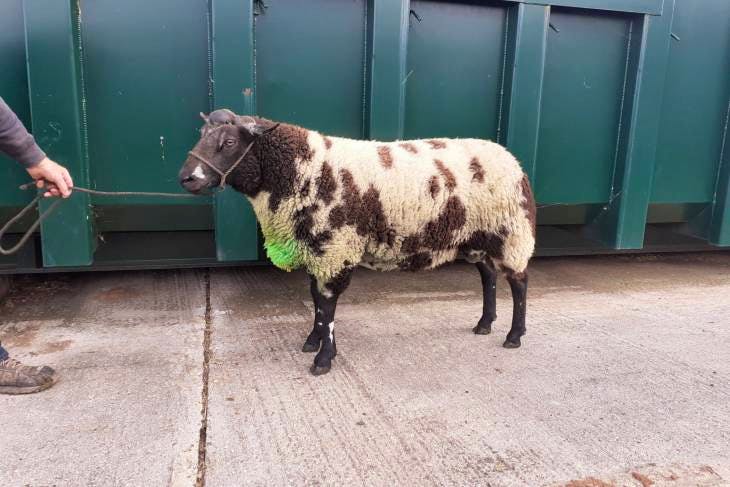 1 Pedigree Dutch Spotted Breeding Ram | SellMyLivestock - The Online ...