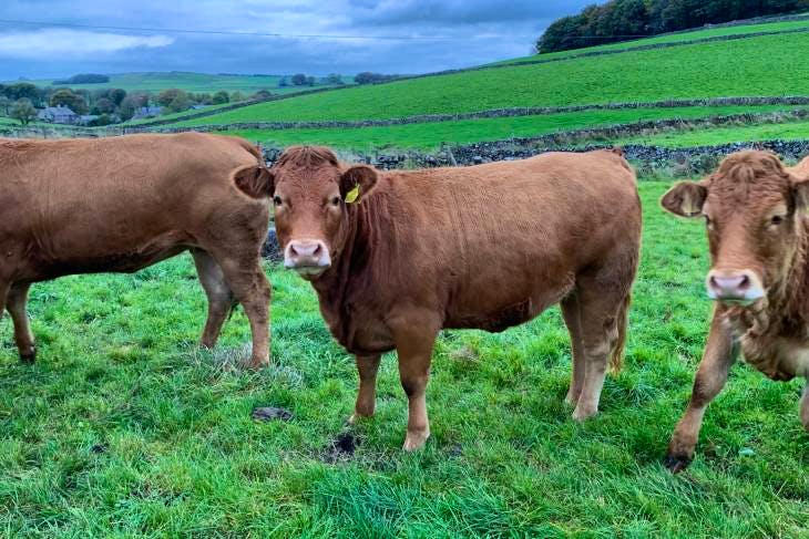 3 Limousin Cross Breeding, Store Heifers | SellMyLivestock - The Online ...