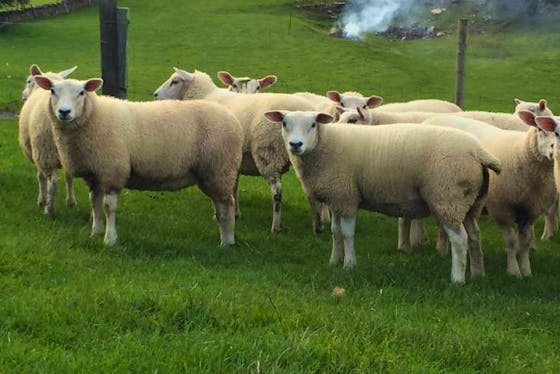 Berrichon Sheep For Sale | SellMyLivestock - The Online Livestock ...