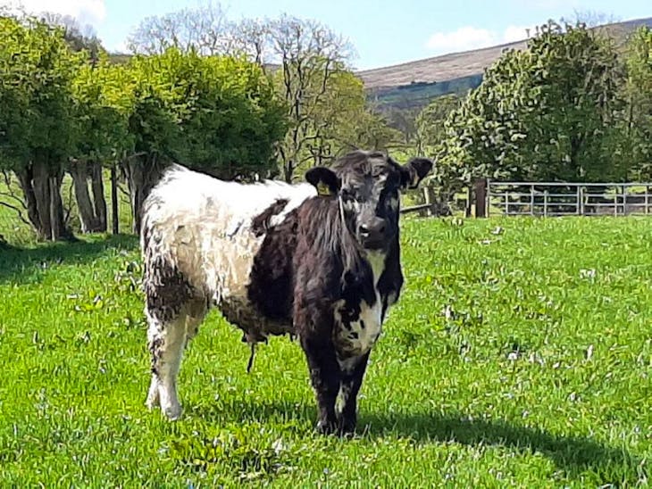 10 Belted Galloway, Speckle Park, White Galloway Cross Store Steers ...