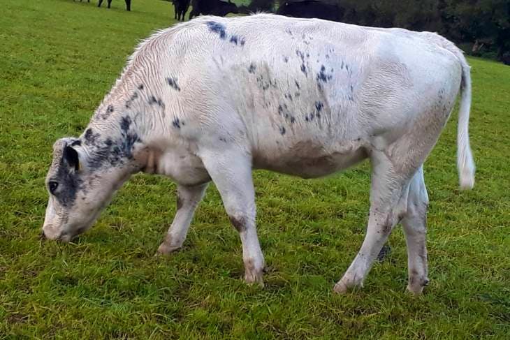 3 Aberdeen Angus, Belgium Blue Cross In-Calf Breeding Heifers ...