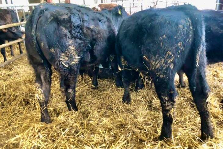 5 Aberdeen Angus, Limousin Cross Calves | SellMyLivestock - The Online ...