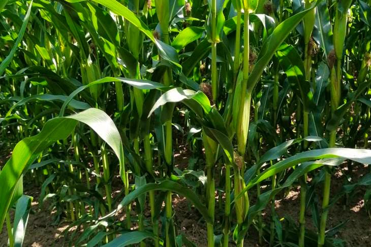 28 Acres Standing Maize | SellMyLivestock - The Online Livestock ...