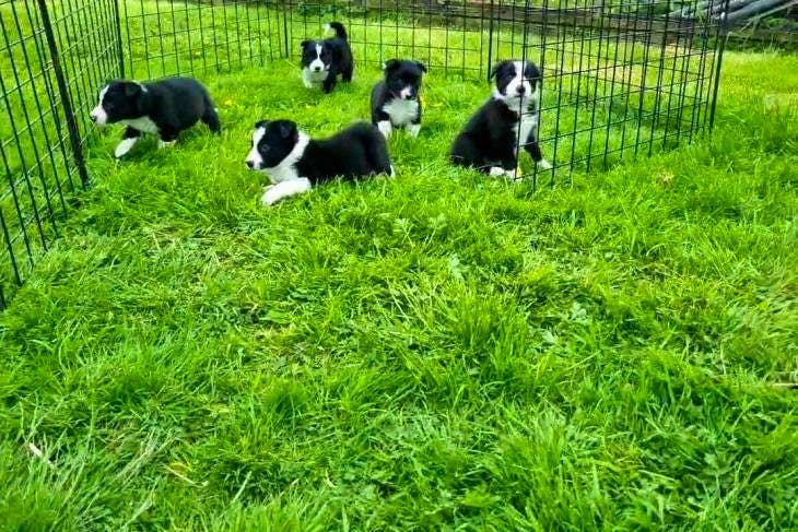 Border collie – Brit