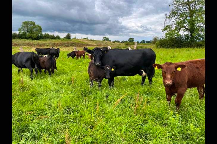 19 Aberdeen Angus, Beef Shorthorn, Hereford Cross In-Calf Breeding Cows ...