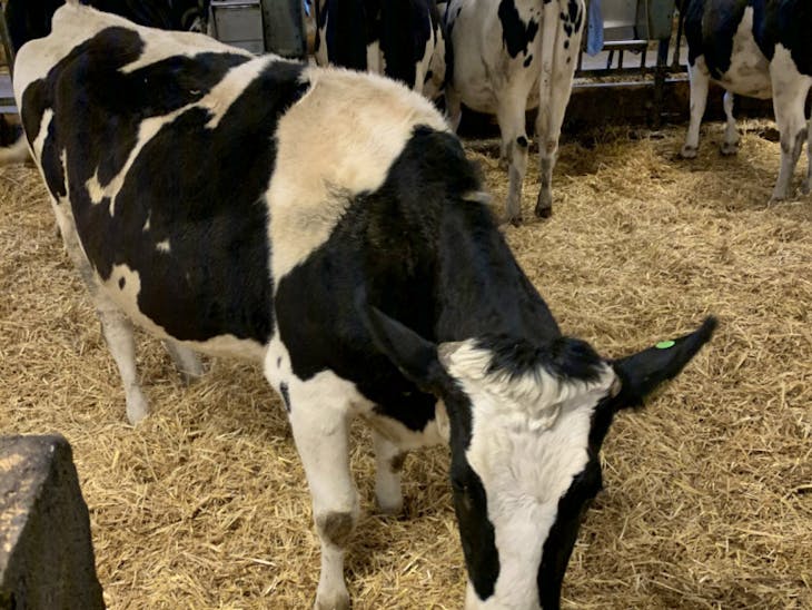 35 Pedigree Holstein InCalf Breeding, Dairy Heifers SellMyLivestock