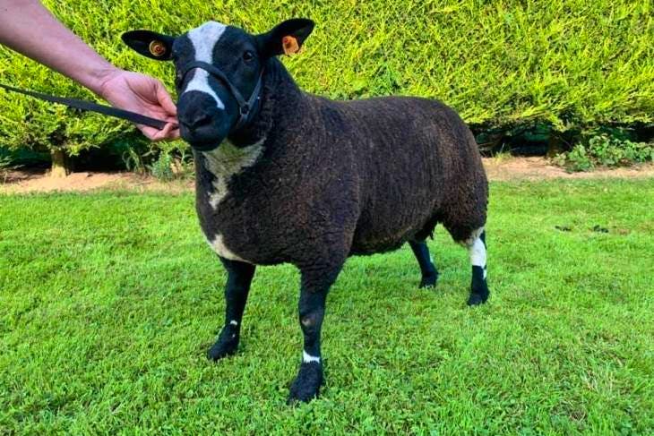 1 Pedigree Dutch Spotted Breeding Ram | SellMyLivestock - The Online ...