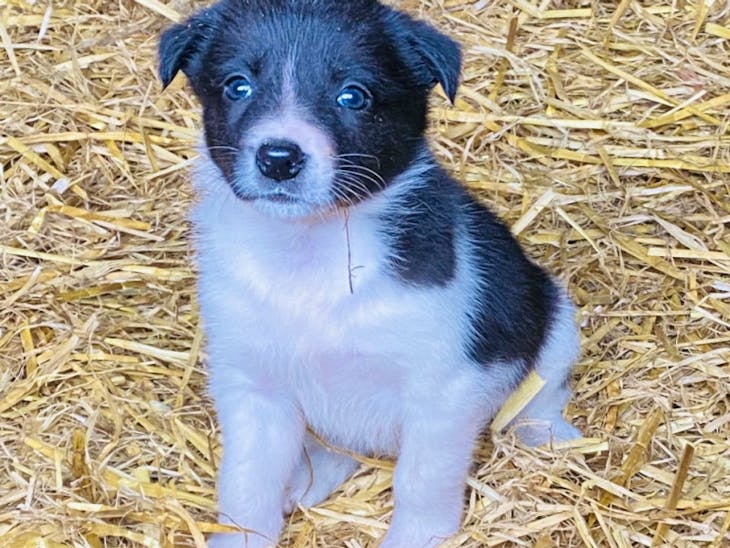 1 Welsh Sheepdog x Border Collie (Male) SellMyLivestock The Online Livestock Marketplace