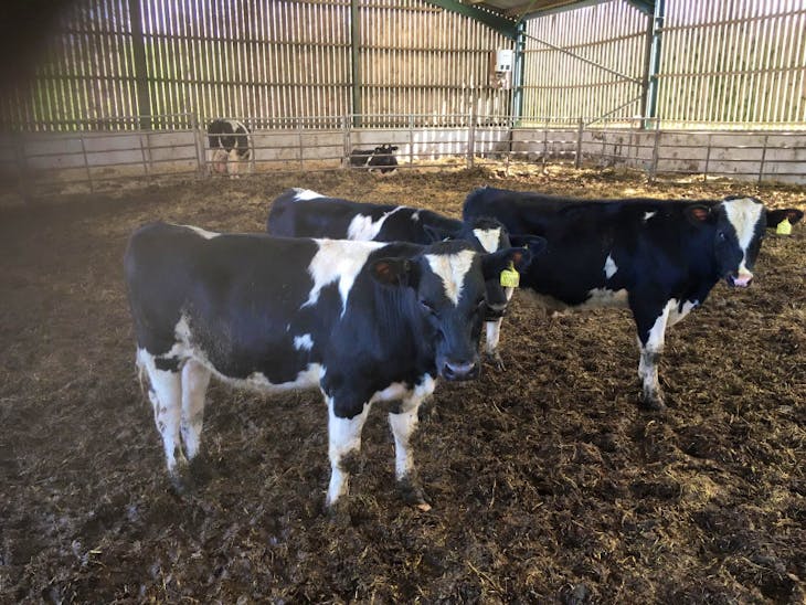 65 Holstein, Montbeliarde, Norwegian Red Cross Store Young Bulls ...