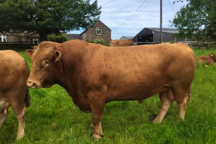 1 Pedigree South Devon Breeding Bull | SellMyLivestock - The Online ...