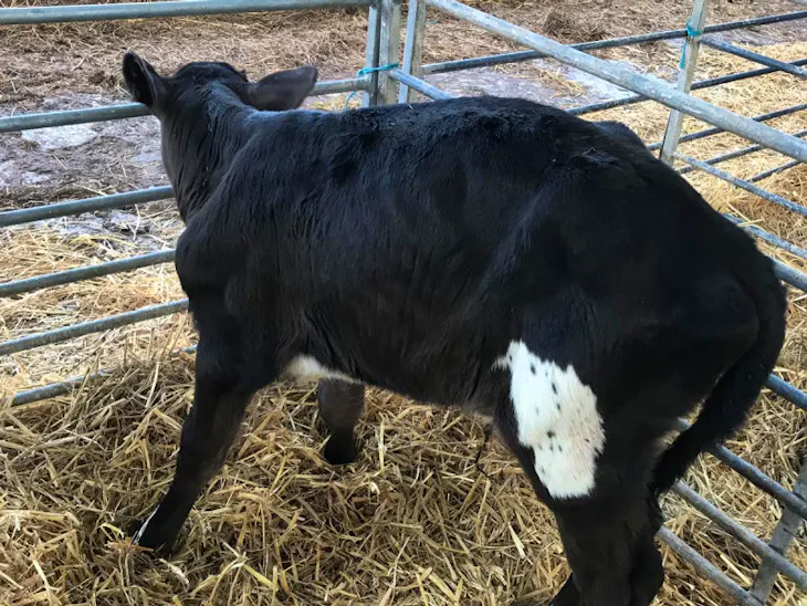 15 Jersey Cross Store Calves SellMyLivestock The Online Livestock