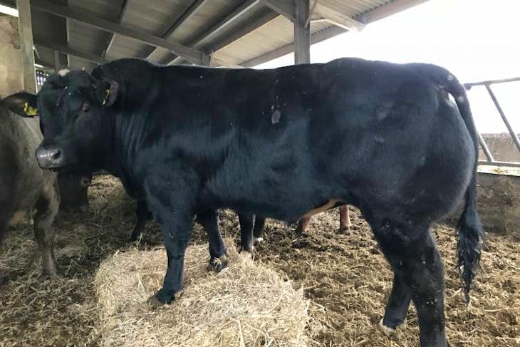 1 Limousin Cross Breeding Bull | SellMyLivestock - The Online Livestock ...