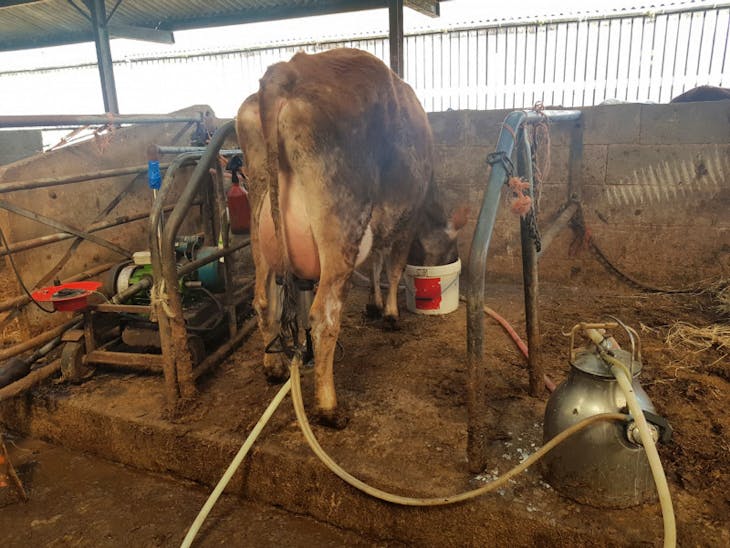 5 Pedigree Dairy Shorthorn, Jersey, Swedish Red Polled Breeding, Dairy