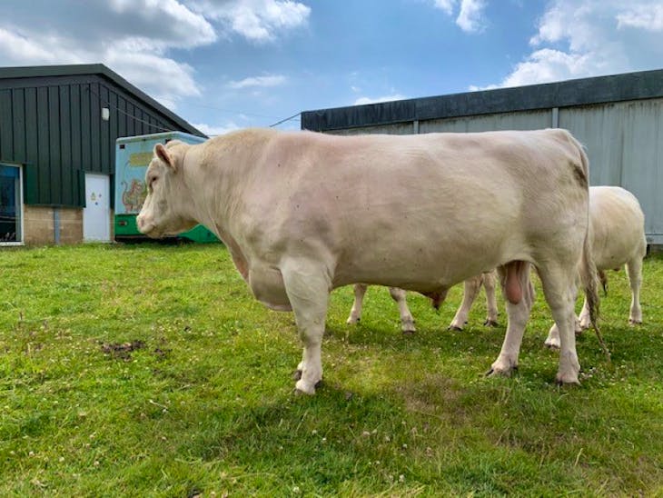 1 Pedigree Whitebred Shorthorn Breeding Bull | SellMyLivestock - The ...