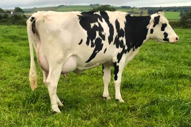 10 Holstein Friesian, British Friesian InCalf Breeding