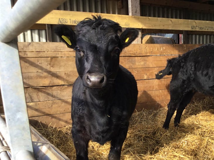 3 Dexter Store Calves, Heifers, Steers SellMyLivestock The Online