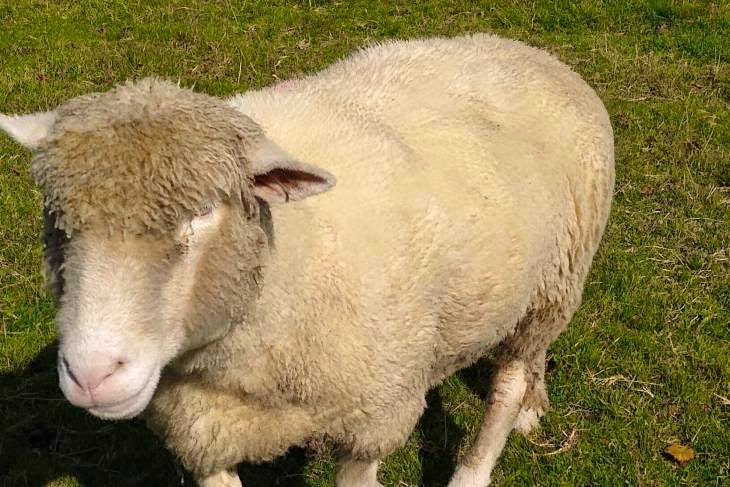 7 Dorset Horn & Poll Dorset Breeding Ewes | SellMyLivestock - The ...