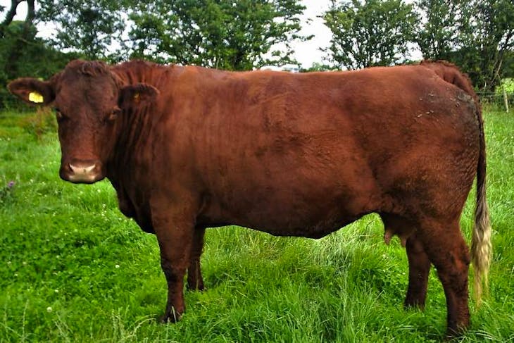 3 Pedigree Salers Breeding Bulls | SellMyLivestock - The Online ...