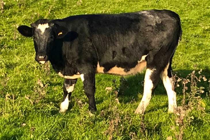 4 Belgium Blue Cross Store Breeding Heifers Sellmylivestock The Online Livestock Marketplace