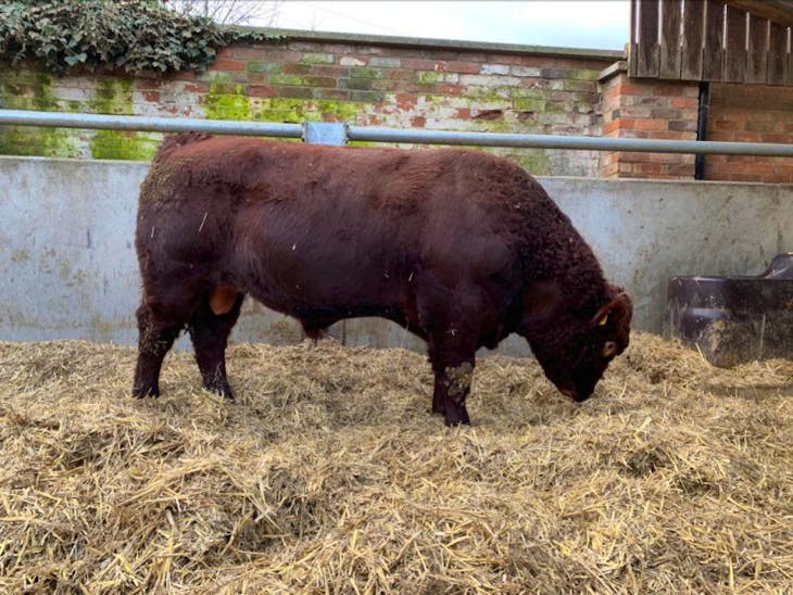 5 Pedigree Beef Shorthorn Breeding Bulls SellMyLivestock The Online Livestock Marketplace