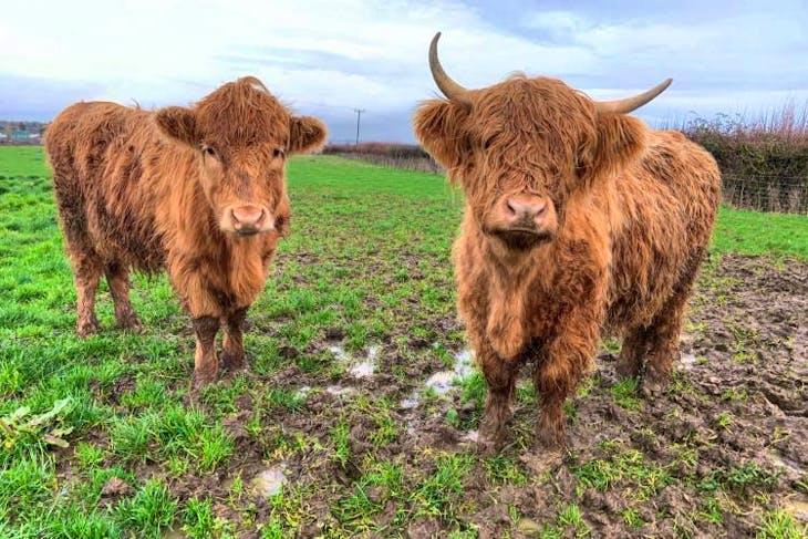 2 Highland Cross Store Heifers, Steers | SellMyLivestock - The Online ...