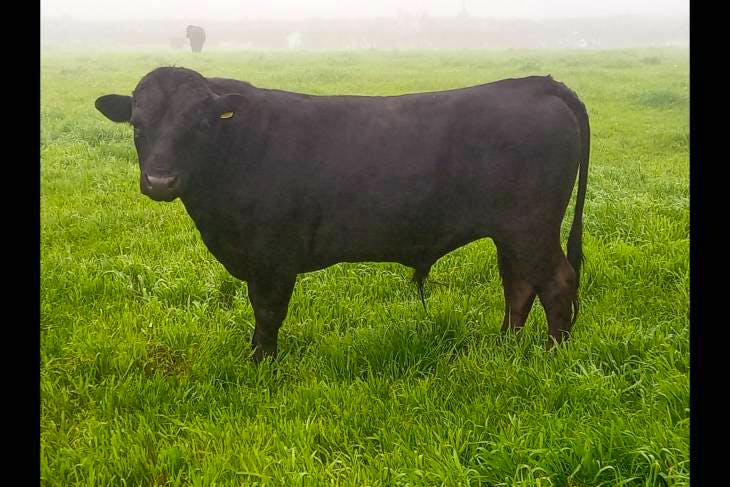 1 Pedigree Dexter Breeding Bull | SellMyLivestock - The Online ...