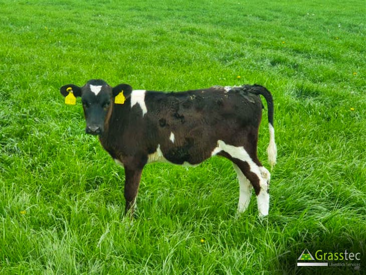 100 NZ Friesian, Holstein Friesian, Jersey Cross Breeding, Dairy Calves