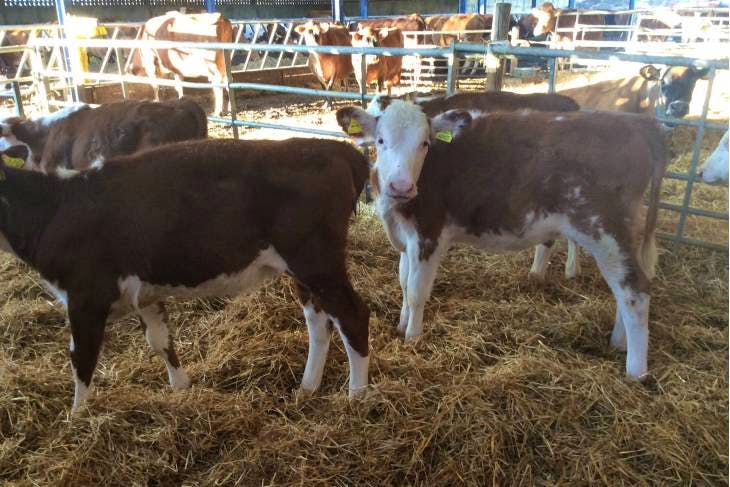 8 Hereford Cross Calves | SellMyLivestock - The Online Livestock ...