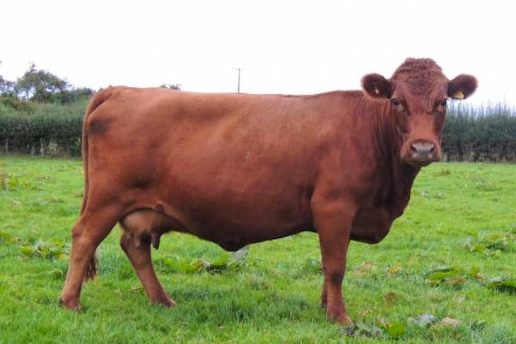 4 Pedigree Dexter, Miniature Hereford In-Calf Breeding Cows ...