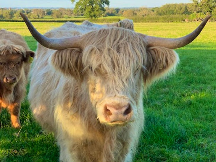 3 Highland Cross Breeding Heifers | SellMyLivestock - The Online ...