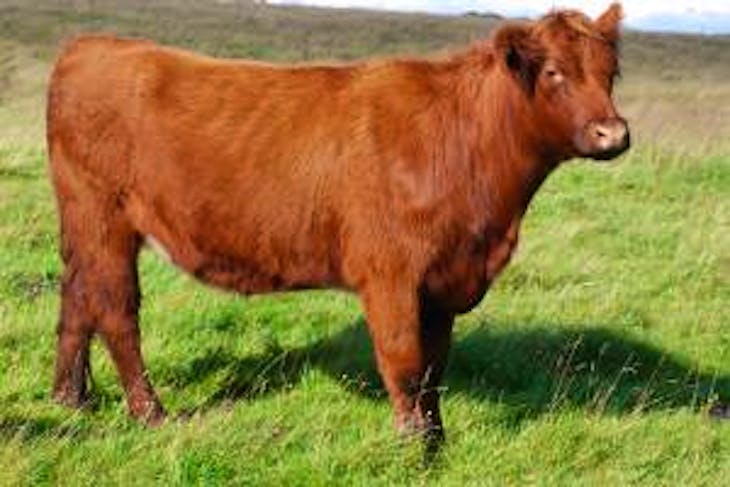 18 Beef Shorthorn, Luing, Limousin, Salers Cross Breeding, Store ...