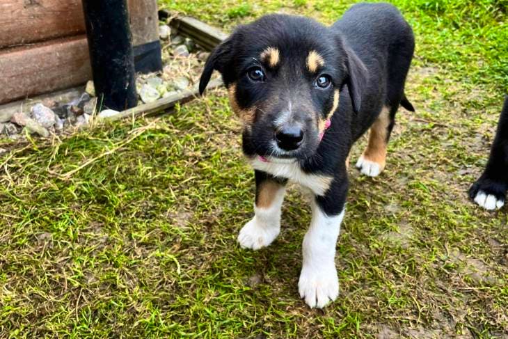 Huntaway collie best sale cross puppies