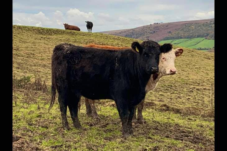 17 Aberdeen Angus, Hereford Cross Store Heifers | SellMyLivestock - The ...